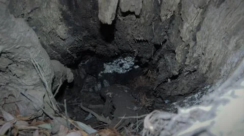 Inside of a tree trunk Fotos de archivo