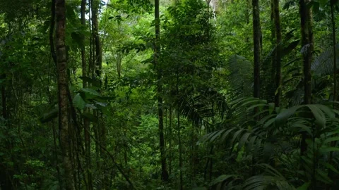 Inside of a tropical forest showing small and thin trees Stock Footage 165840612