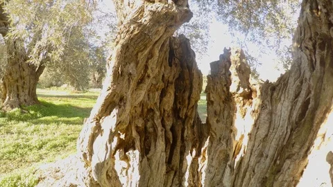 From inside the trunk of an ancient olive tree a winter garden is seen in the Stock Footage 81629257