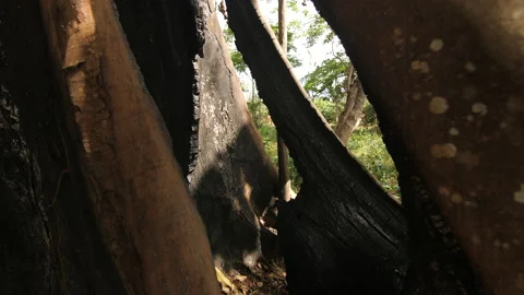 Inside the trunk of a large tree burned in the forest, in Ivory Coast Stock Footage 221540204