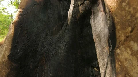 Inside the trunk of a large tree burned in the forest, in Ivory Coast Stock Footage 237964531