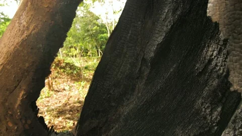 Inside the trunk of a large tree burned in the forest, in Ivory Coast Stock Footage 237966044