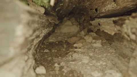 Inside the trunk of a tree Stock Footage 231629392