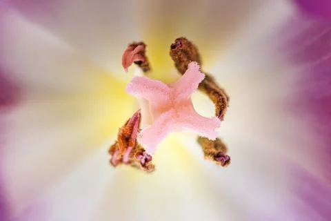Inside a tulip flower Stock Photos