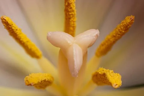 Inside tulip Stock Photos