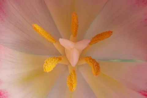 Inside tulip Stock Photos