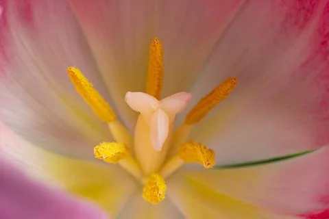 Inside tulip Stock Photos