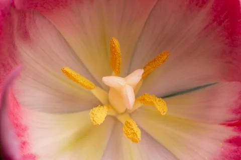 Inside tulip Stock Photos