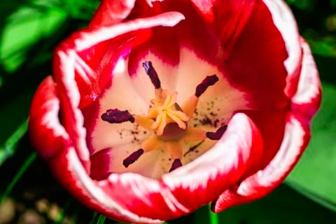 Inside a tulip Stockfoto's