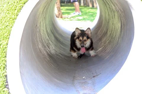 Inside the tunnel there is a cute and adorable dog Stock Photos