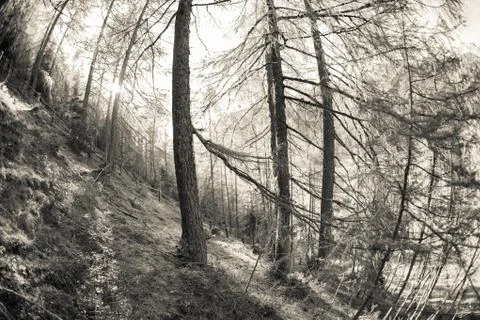 Inside a typical forest of the Italian Alps (vintage atmophere) Stock Photos