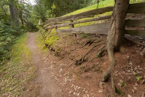 Inside a typical forest of the Italian Alps long a mountain path Foto stock