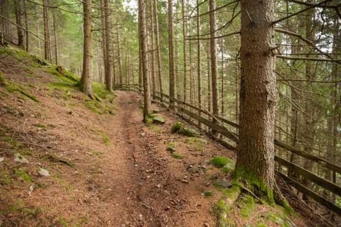 Inside a typical forest of the Italian Alps long a mountain path Stock Photos