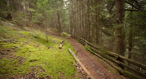Inside a typical forest of the Italian Alps long a mountain path Stock Photos