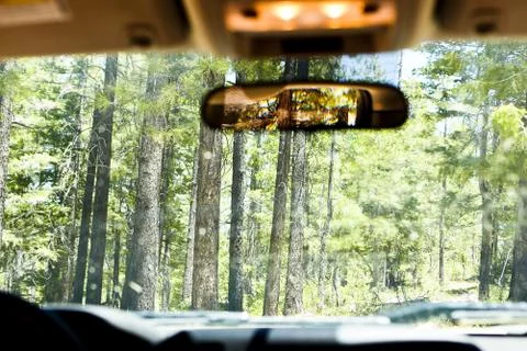 Inside a vehicle driving through a forest Foto stock