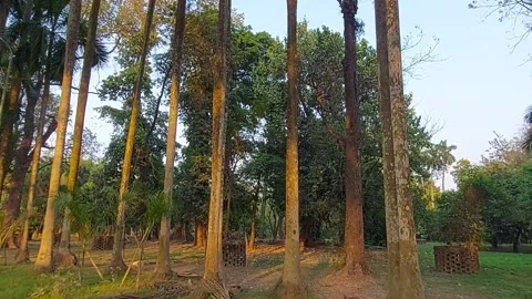 Inside view of botanic garden india, Inside  view of botanic garden of India Stock Footage 172549534