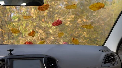 Inside view of a car on autumn forest, sunny weather. Stock Footage 127367513