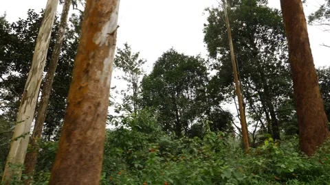Inside view of dense green forest in Kerala Video stock 156958326