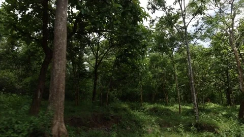 Inside view of dense green forest in Kerala Video stock 156958582