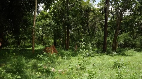 Inside view of dense green forest in Kerala Stock Footage 156958866