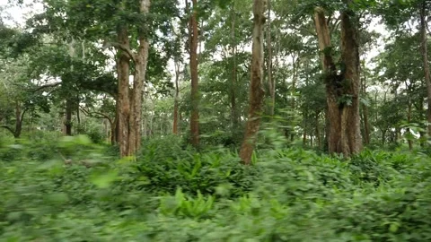 Inside view of forest in India Vidéo 156965399