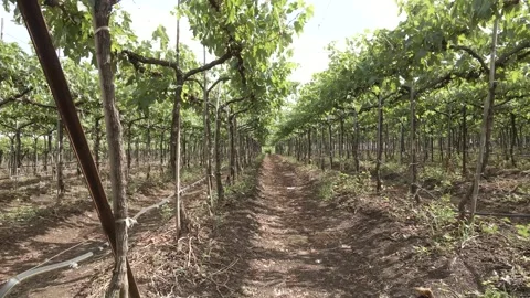 Inside view of grape farm. Vineyards and landscape Video stock 263106070