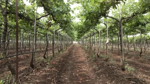 Inside view of grape farm. Vineyards and landscape Stock Footage 263106328