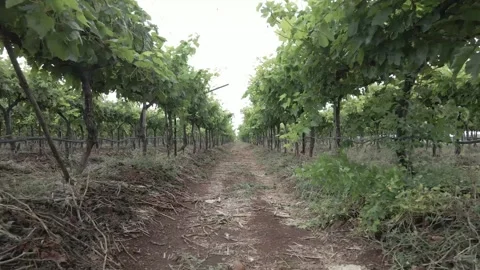 Inside view of grape farm. Vineyards and landscape Stock Footage 263106786