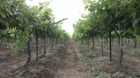 Inside view of grape farm. Vineyards and landscape Stock Footage 263107258
