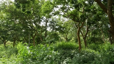 Inside view of green forest in India Vídeo Stock 156958029