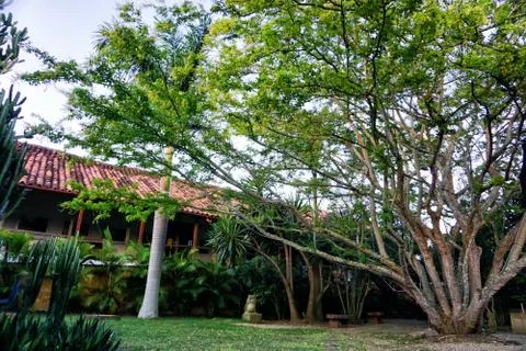 Inside View of House with Big Tree in Barichara, Colombia. Stock Photos