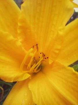 Inside view a large yellow lily flower and small black insects Stock Photos