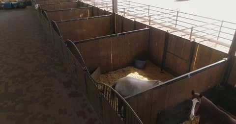 Inside view or horse stallion barn ranch. Aerial dolly shot at daytime in horses Stock Footage 140383236