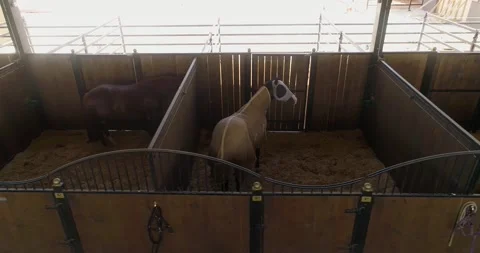 Inside view or horse stallion barn ranch. Aerial dolly shot at daytime in horses Stock Footage 140383317