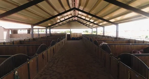Inside view or horse stallion barn ranch. Aerial dolly shot at daytime in horses Stock Footage 140383689