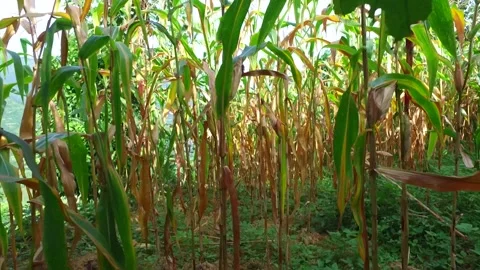Inside view of raw corn farm Stock Footage 155367302