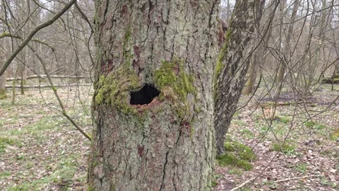 Inside view of a tree cavity revealing decomposing bark and plant tissue de.. Stock Footage 309770566