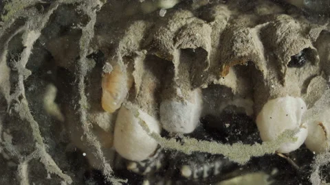 Inside a Wasp Nest Video stock 143613651