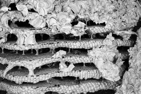 Inside a wasps nest Stock Photos