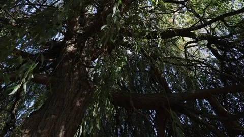 Inside a Weeping Willow Tree with Twisting Branches and Sunlight Vidéo 347552329