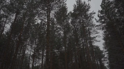 Inside the winter forest panorama Stock Footage 104692261