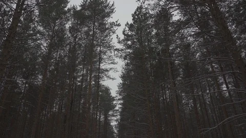 Inside the winter forest panorama with rotating trees Stock Footage 104692466