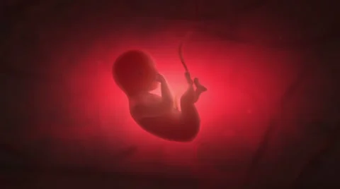 Inside The Womb - Embryo Of Born Stock Footage