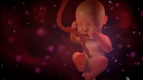 Inside the womb Stock Footage