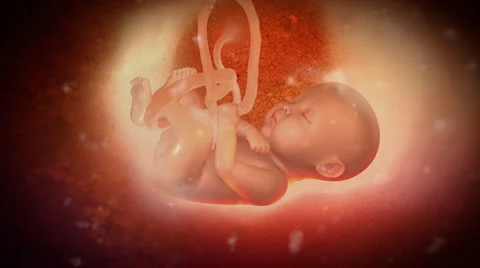 Inside the womb Vidéo 986763