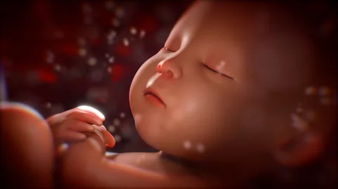 Inside the womb Stock Footage 1217733