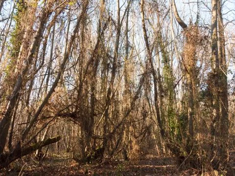 Inside wood with many tree bare trunks tall forest woodland Stock Photos