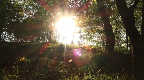 Inside a wood at sunset: sun backlight, backlit, forest life in silhouette Stock Footage 56913740