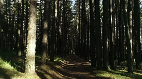 Inside the woods in Calabria Video stock 143608160