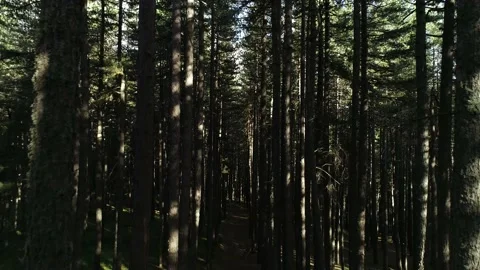 Inside the woods in Calabria Video stock 143608238